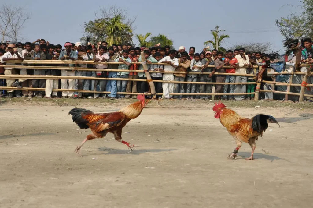 Cock Fight