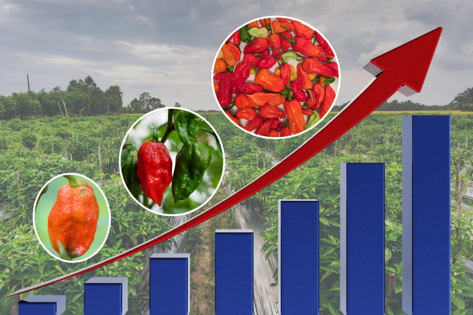 Assam's Ghost Pepper Export Making Global Waves