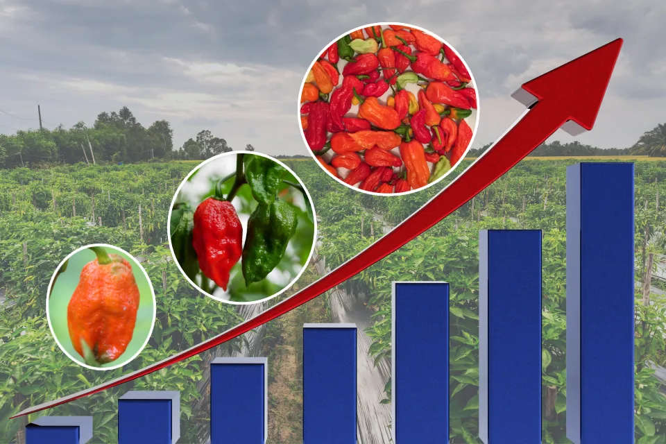 Assam's Ghost Pepper Export Making Global Waves