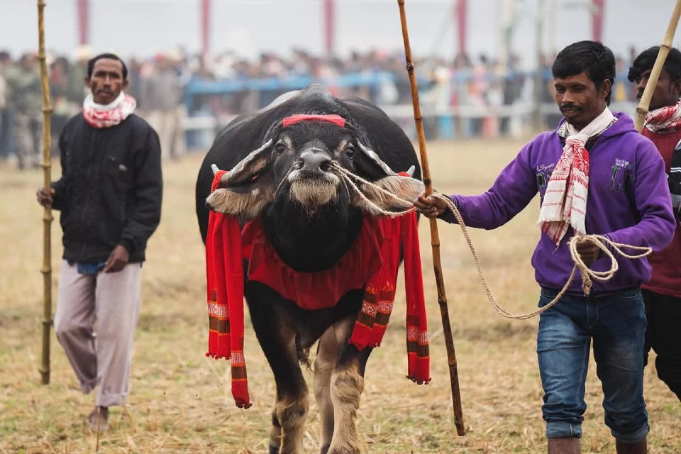 Moh Juj: Preparation of the Buffalo