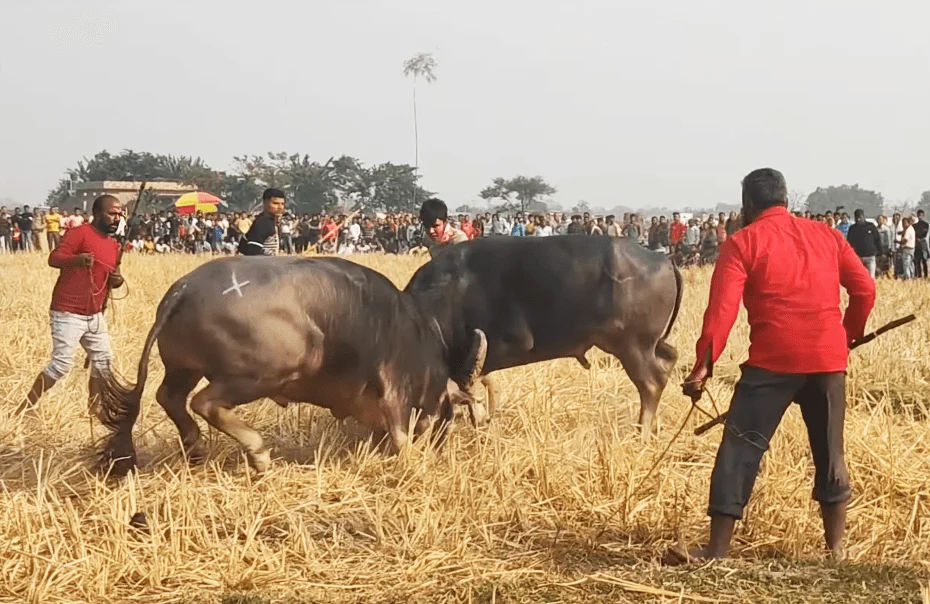 Moh-Juj (Buffalo Fight): A Unique, Fun Sport of Magh Bihu