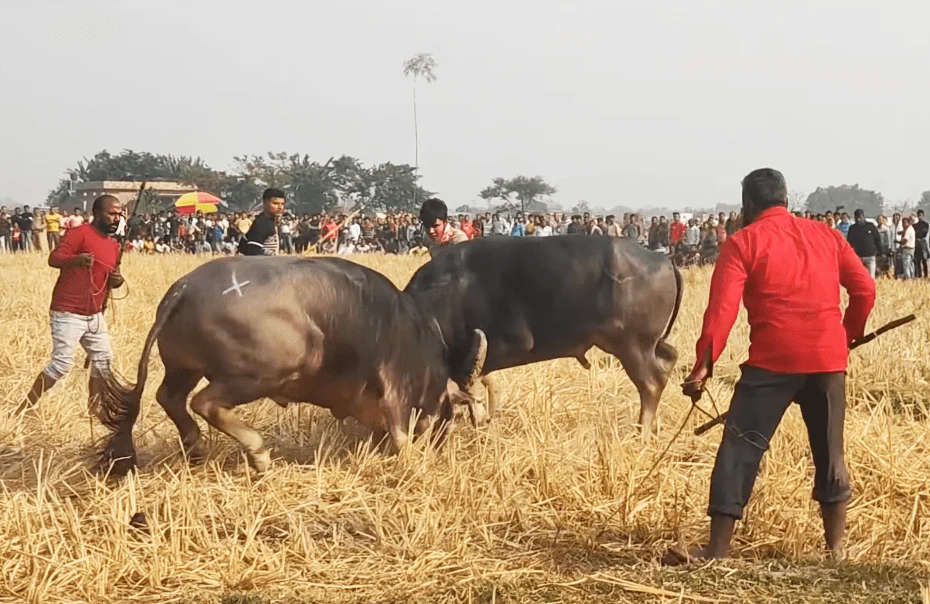 Moh-Juj (Buffalo Fight): A Unique, Fun Sport of Magh Bihu