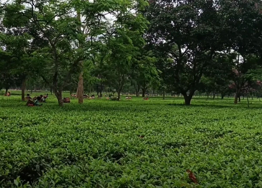 Mornoi-tea-estate: One of the largest tea gardens of Assam