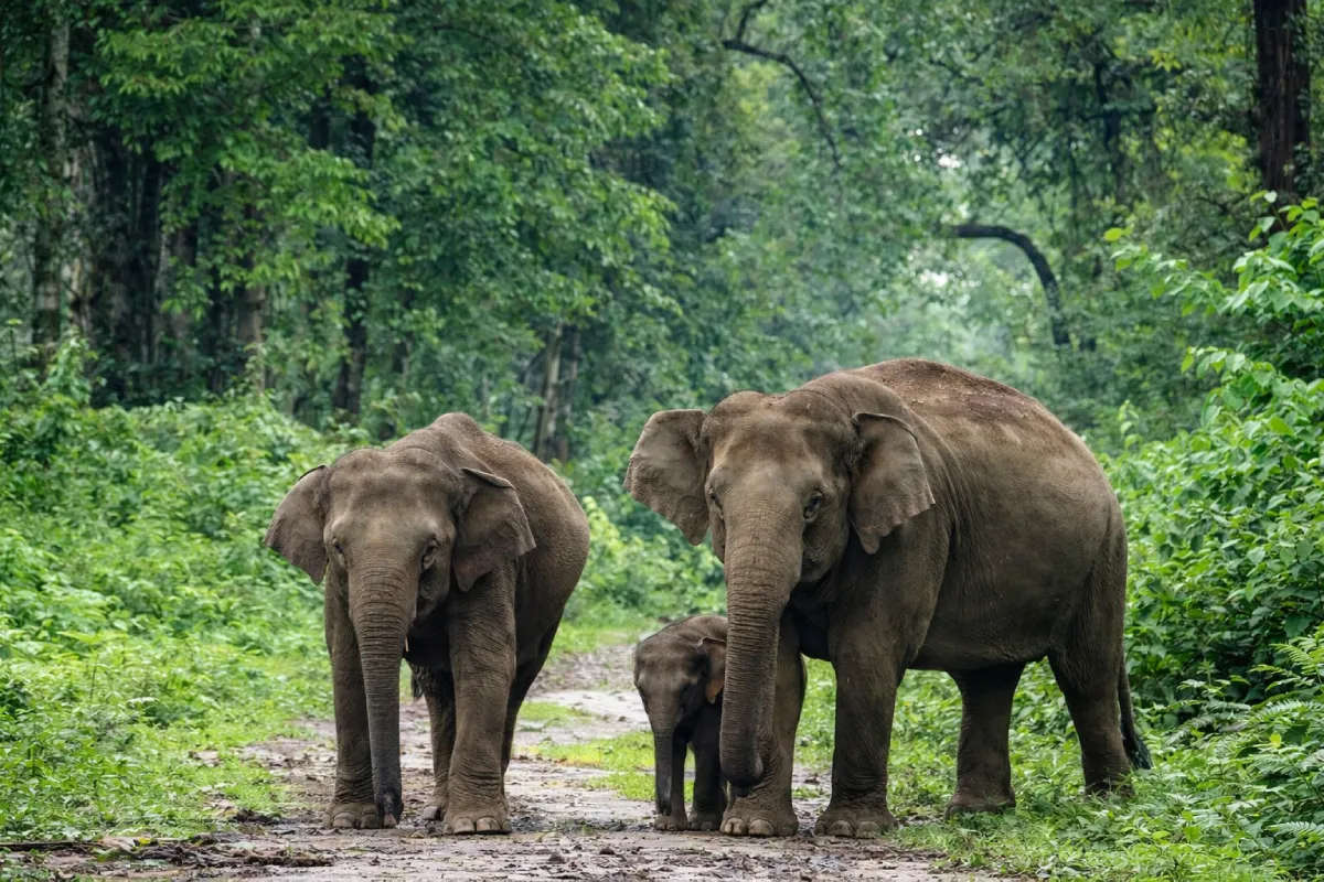 Nameri National Park
