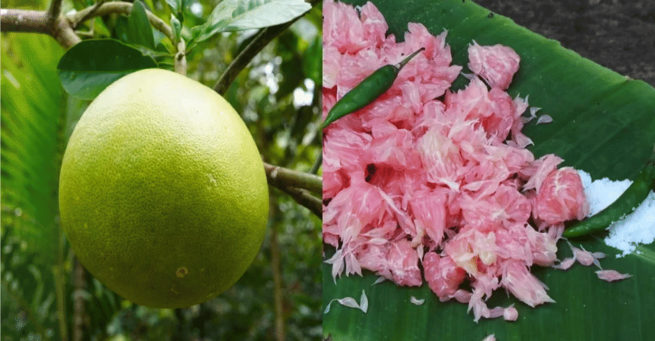 Pomelo or Assamese Robab Tenga