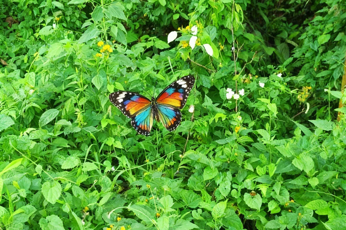 Sikhna Jwhwlao National Park