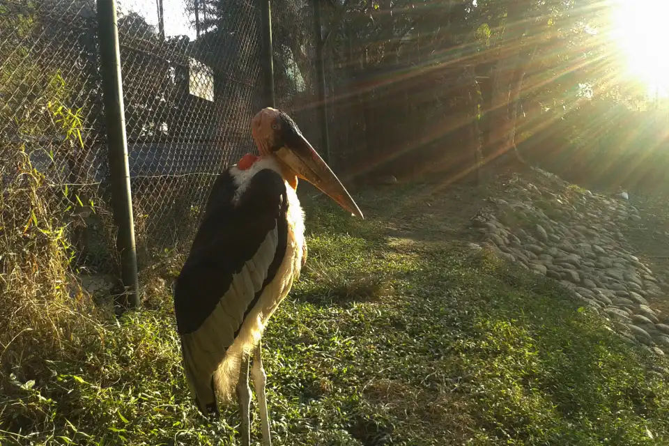 Greater adjutant bird