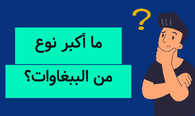 ما أكبر نوع من الببغاوات؟