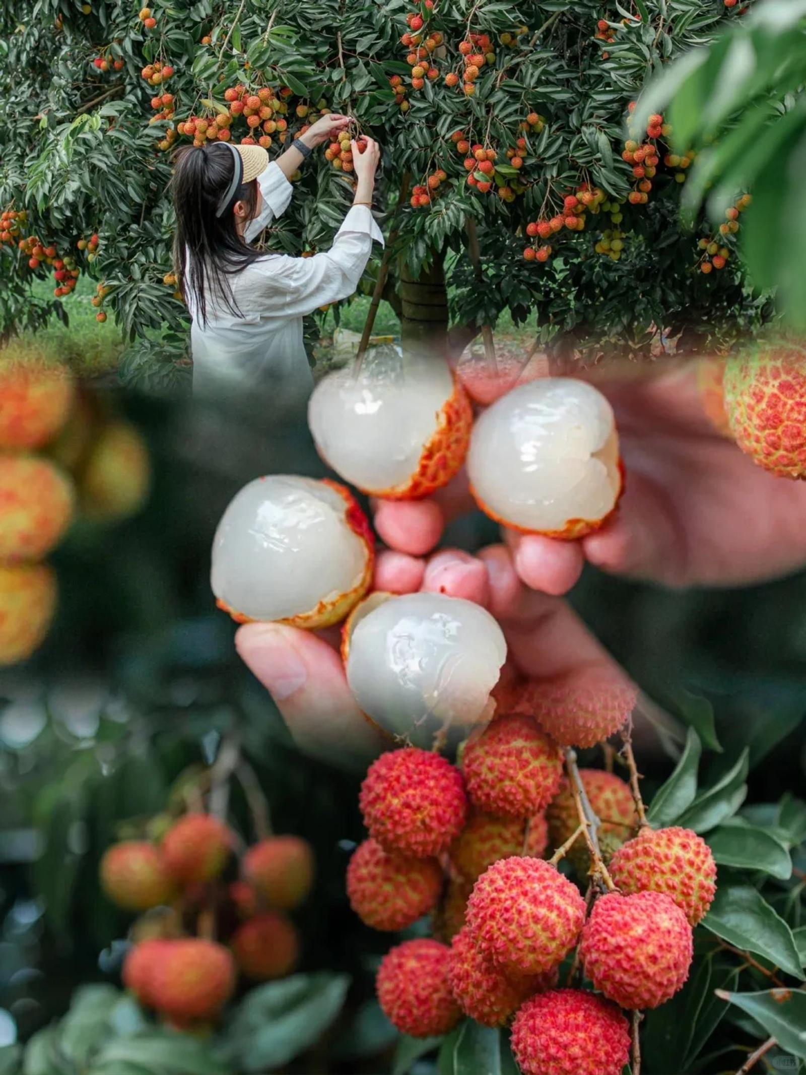 斗門荔枝採摘季，5月下旬至7月中下旬可留意不同成熟品種