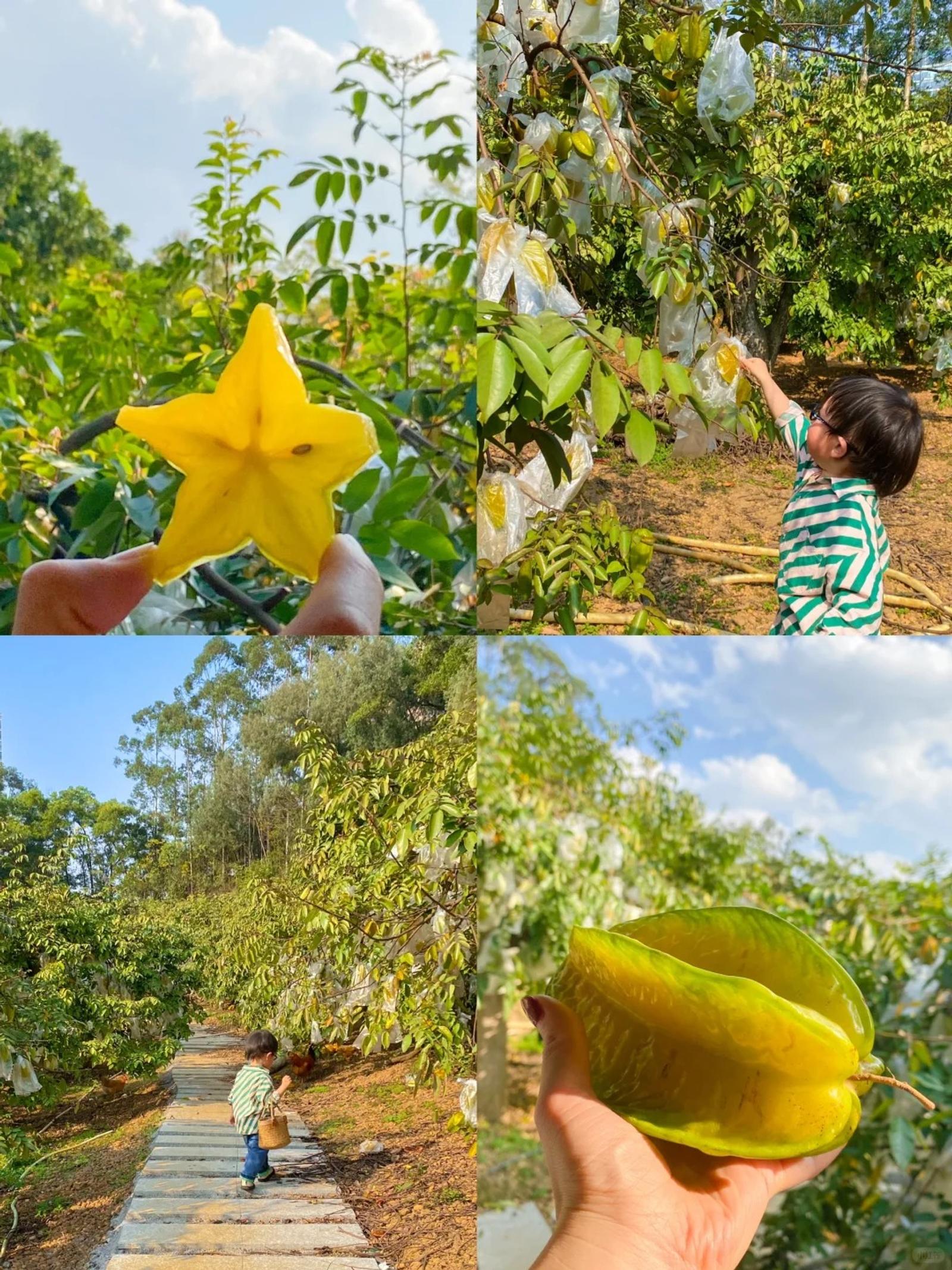 斗門秋天楊桃採摘路線，適合摘果後順路食農家菜與逛舊街