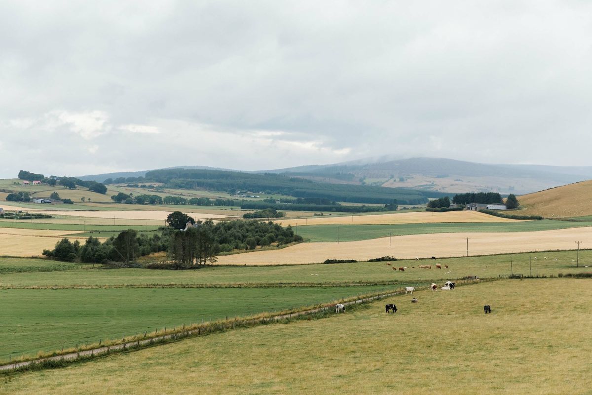 Farmland views in rural Aberdeenshire. Cows in the fields.