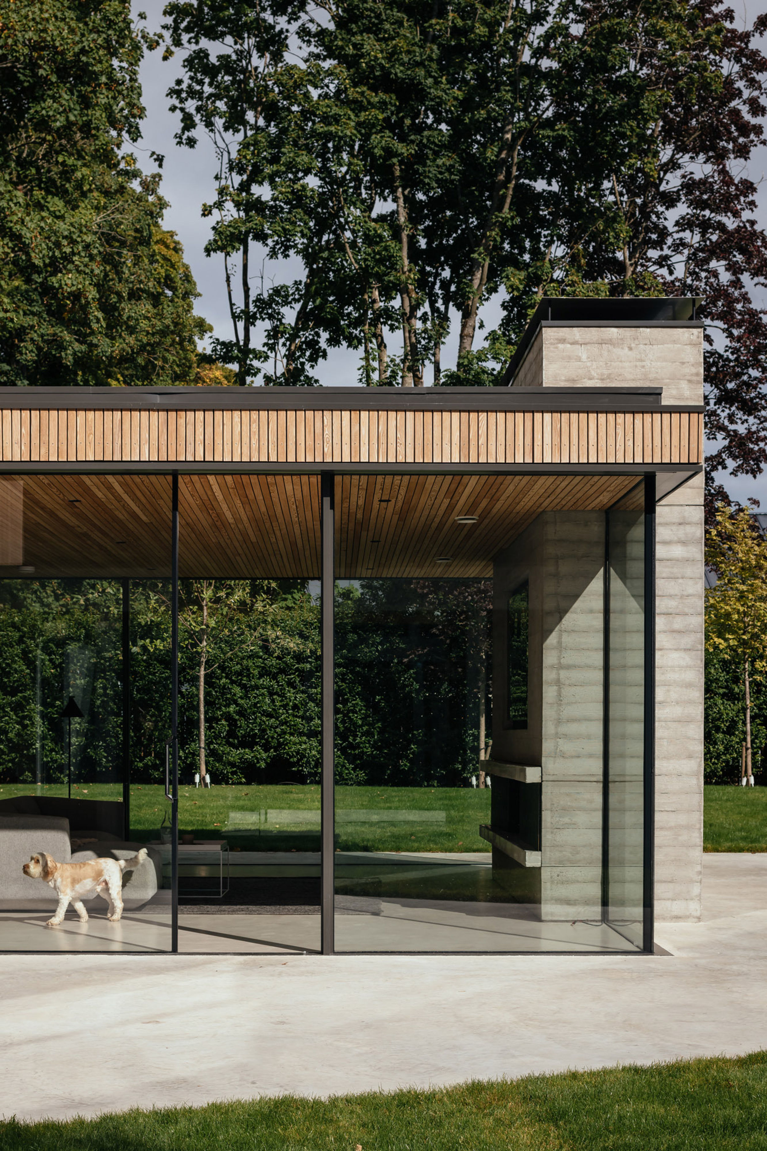 A dog walks inside a heavily glazed house looking outside. The walls are all made from glass. Inside, a fireplace is visible. The fireplace surround and chimney are made from board marked concrete. The ceiling is timber lined. The internal floor is micro cement.
