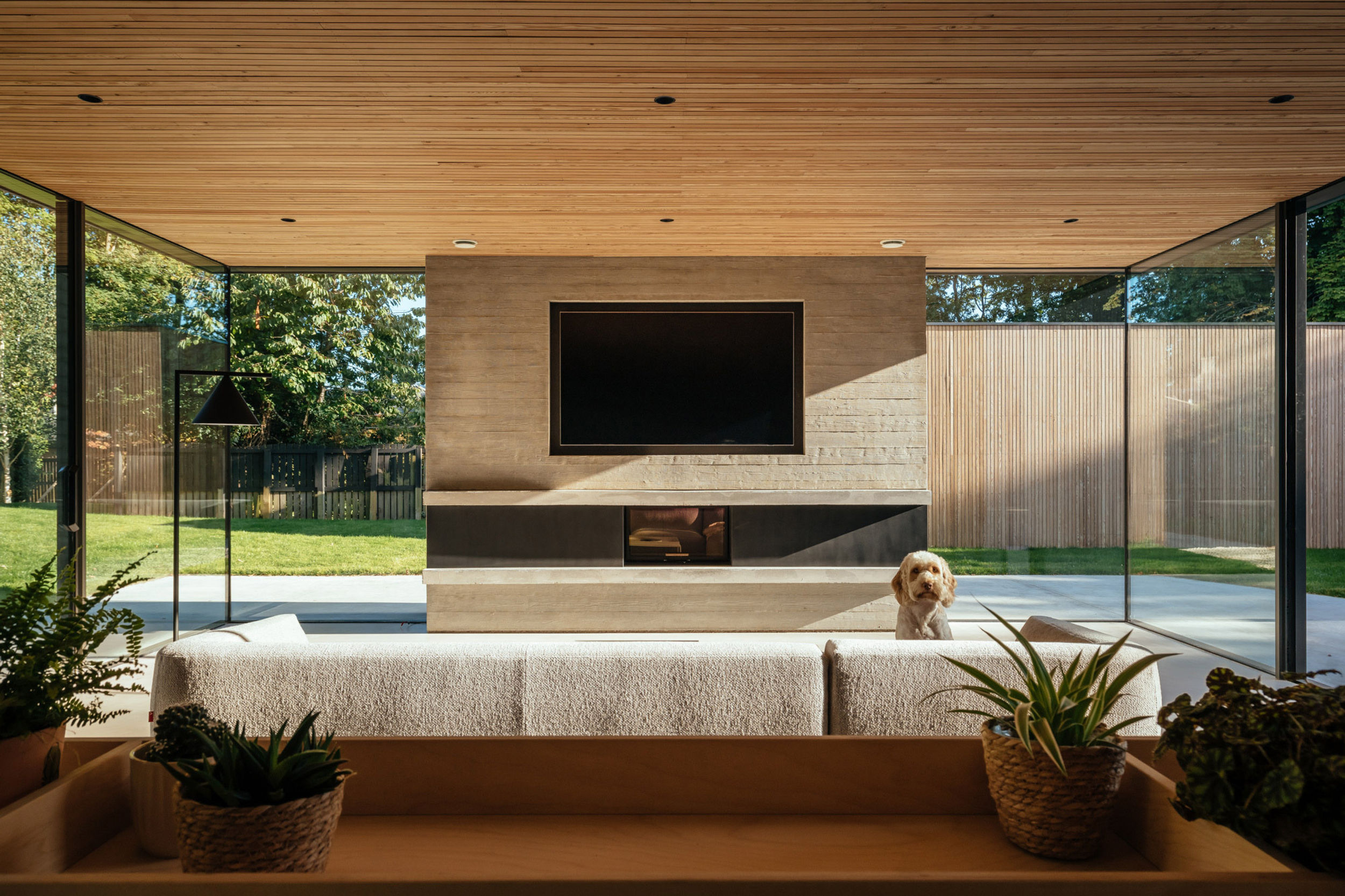 The living room of a modern house. Two walls are made from floor to ceiling glazing. A TV is mounted on the back, middle wall which is made from board marked concrete. Below the TV is a fireplace. A dog sits on a cream couch in the middle of the room. The ceiling is timber lined. The floor is micro cement. Through the glazing, a garden can be seen outside. Grass and trees surround the property.