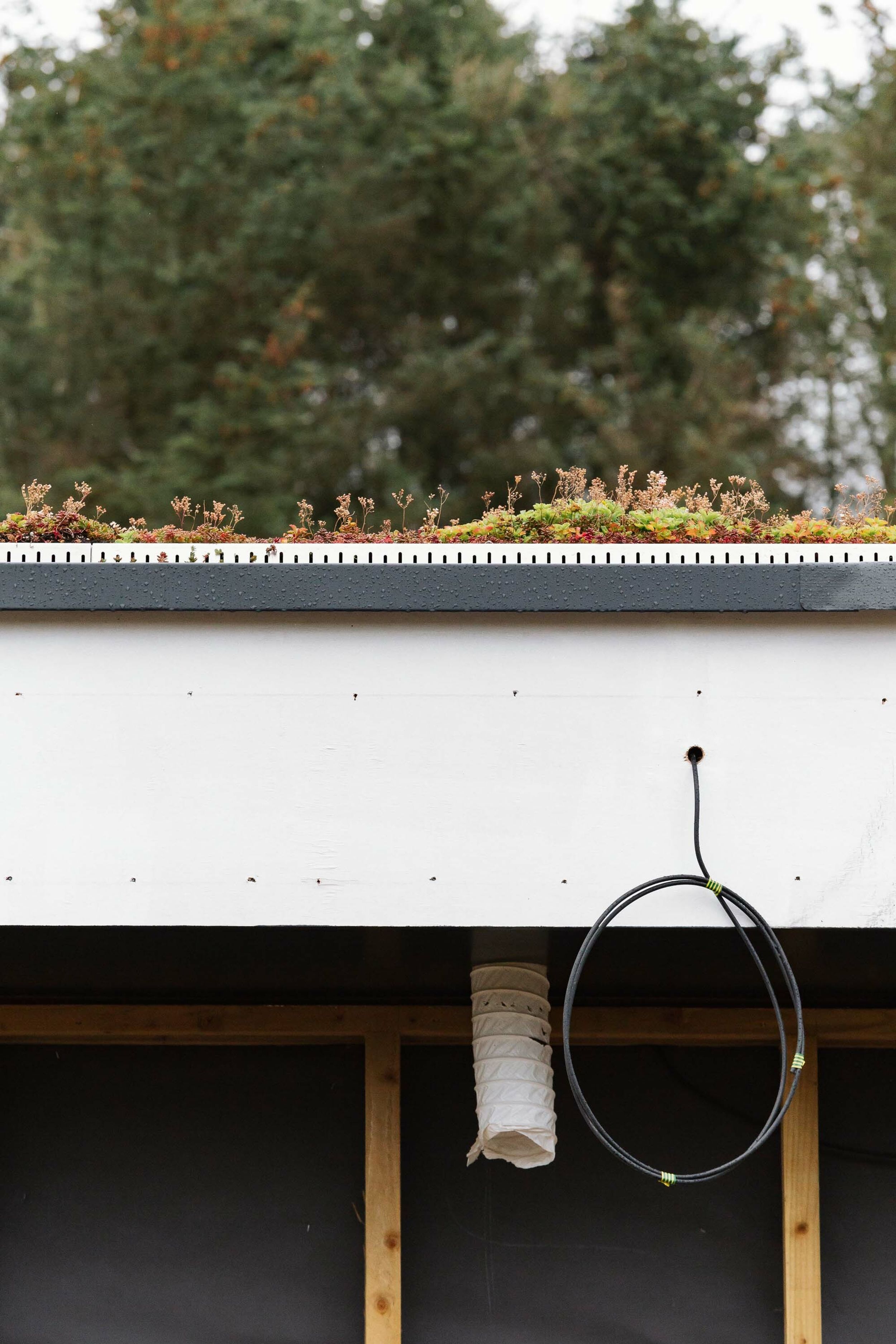 A sedum living roof on a partially-built home. Electrical cables and pipes hang from the ceiling. Forest background.