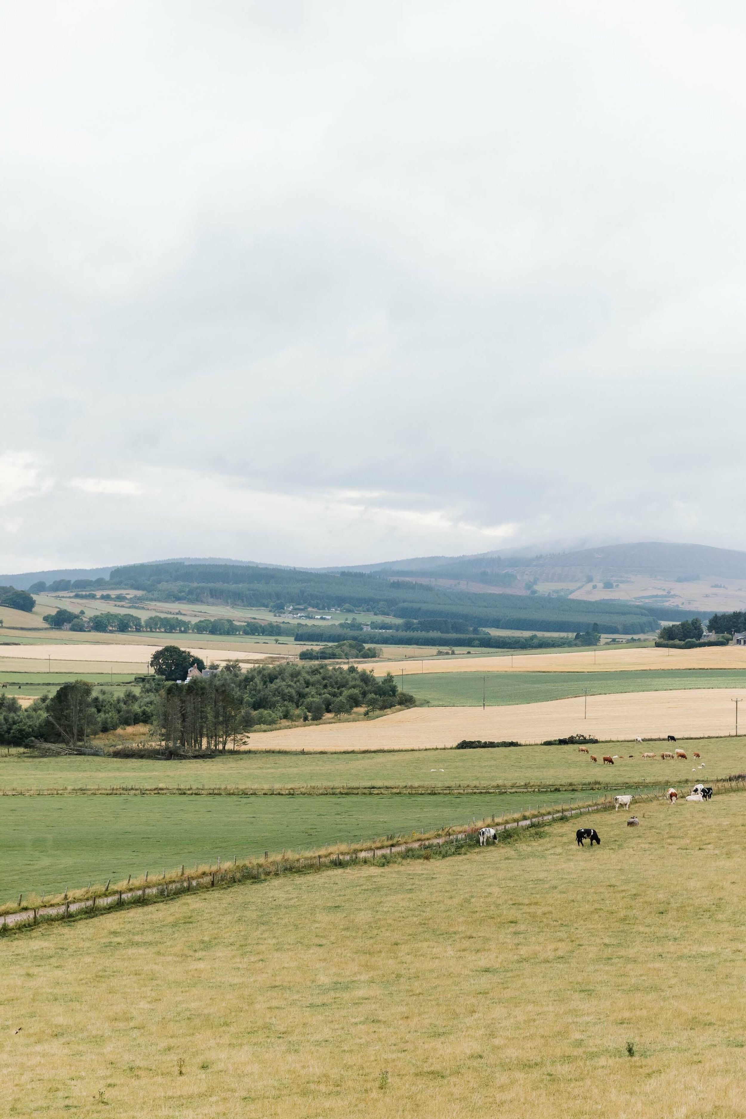 Farmland views in rural Aberdeenshire. Cows in the fields.