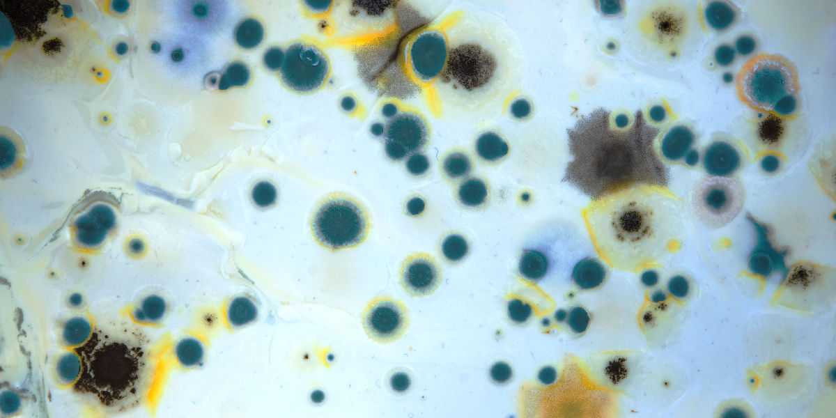 FAQS about Mold Testing Services in Cache, OK