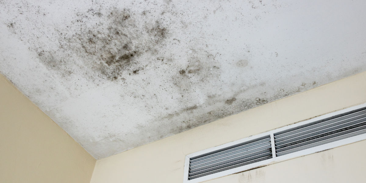 Mold Testing in Mount Pleasant, UT