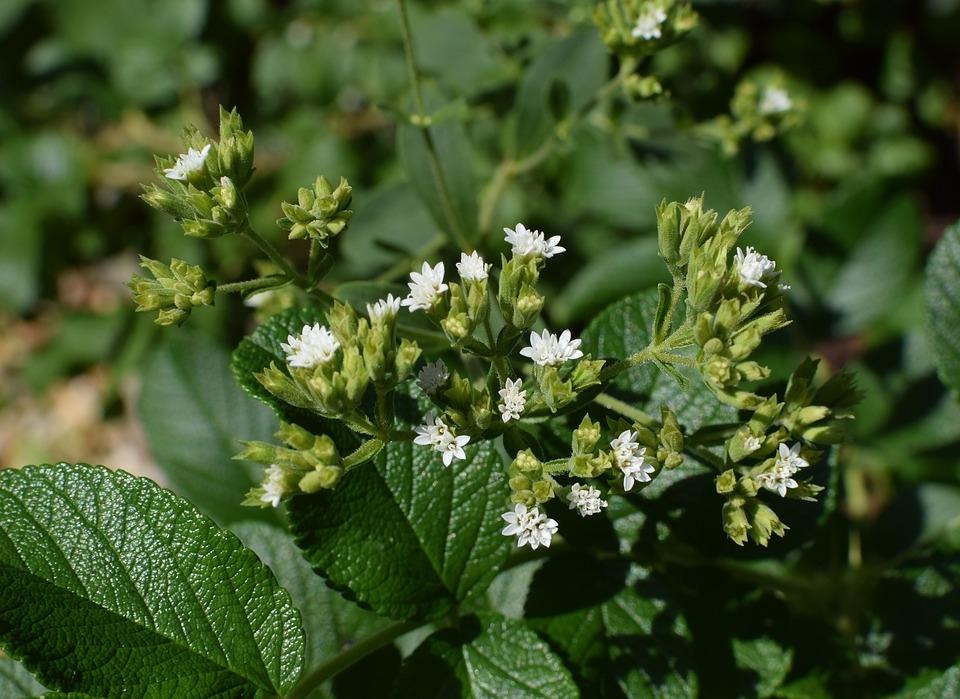 Plantas para la diabetes: Stevia y otras