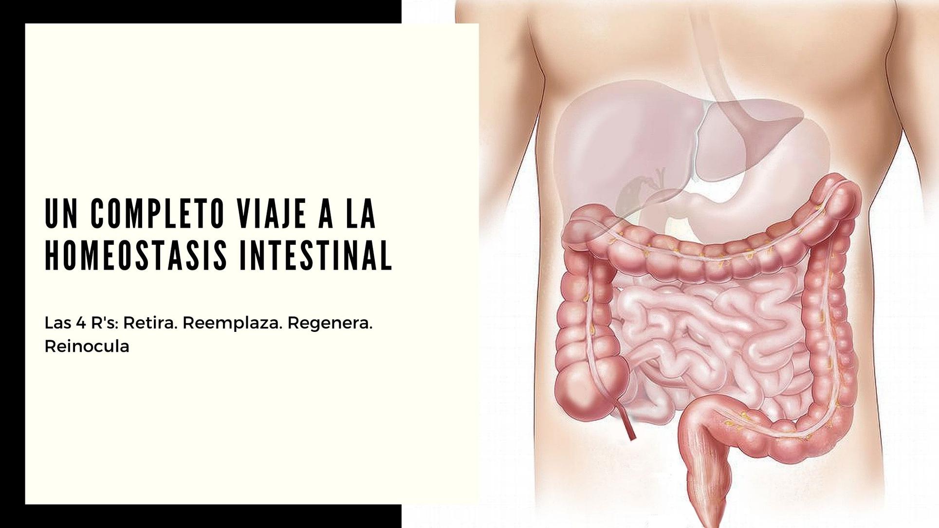 Viaje al equilibrio intestinal: El Probiótico puede esperar