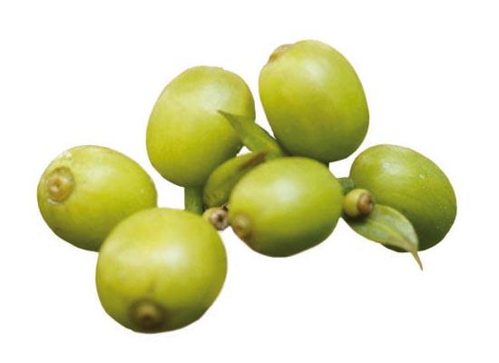 frutos de cafe verde