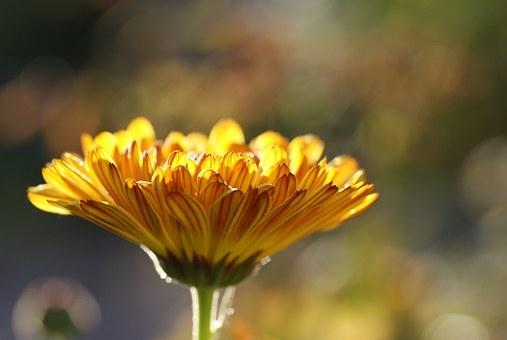 flor de caléndula