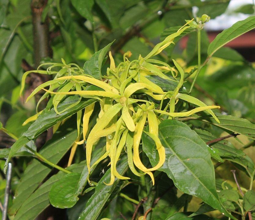 ylangylang ylangylang