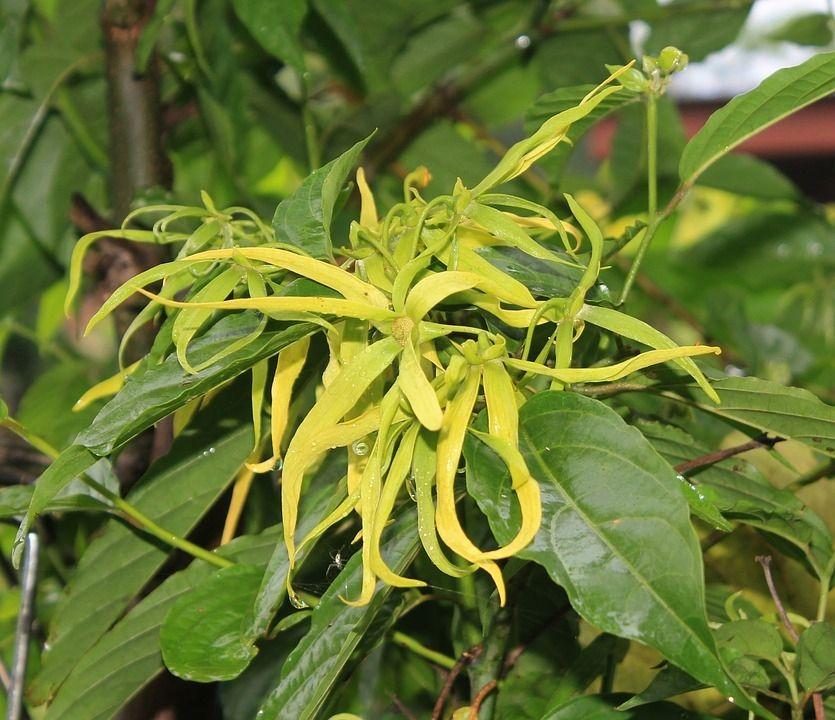 ylangylang