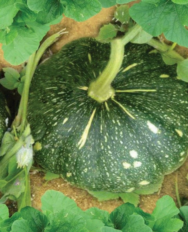 Pumpkin Rajni