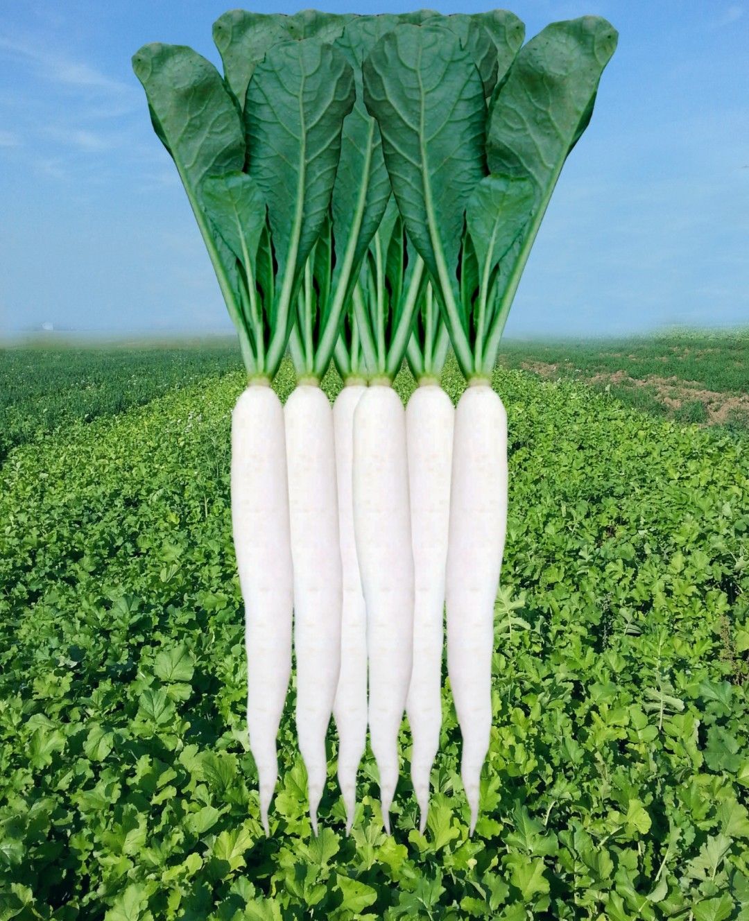 Radish Ananya - 55 (Palak Patta)