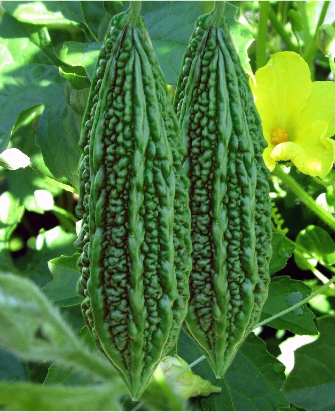 Bitter Gourd Vikram