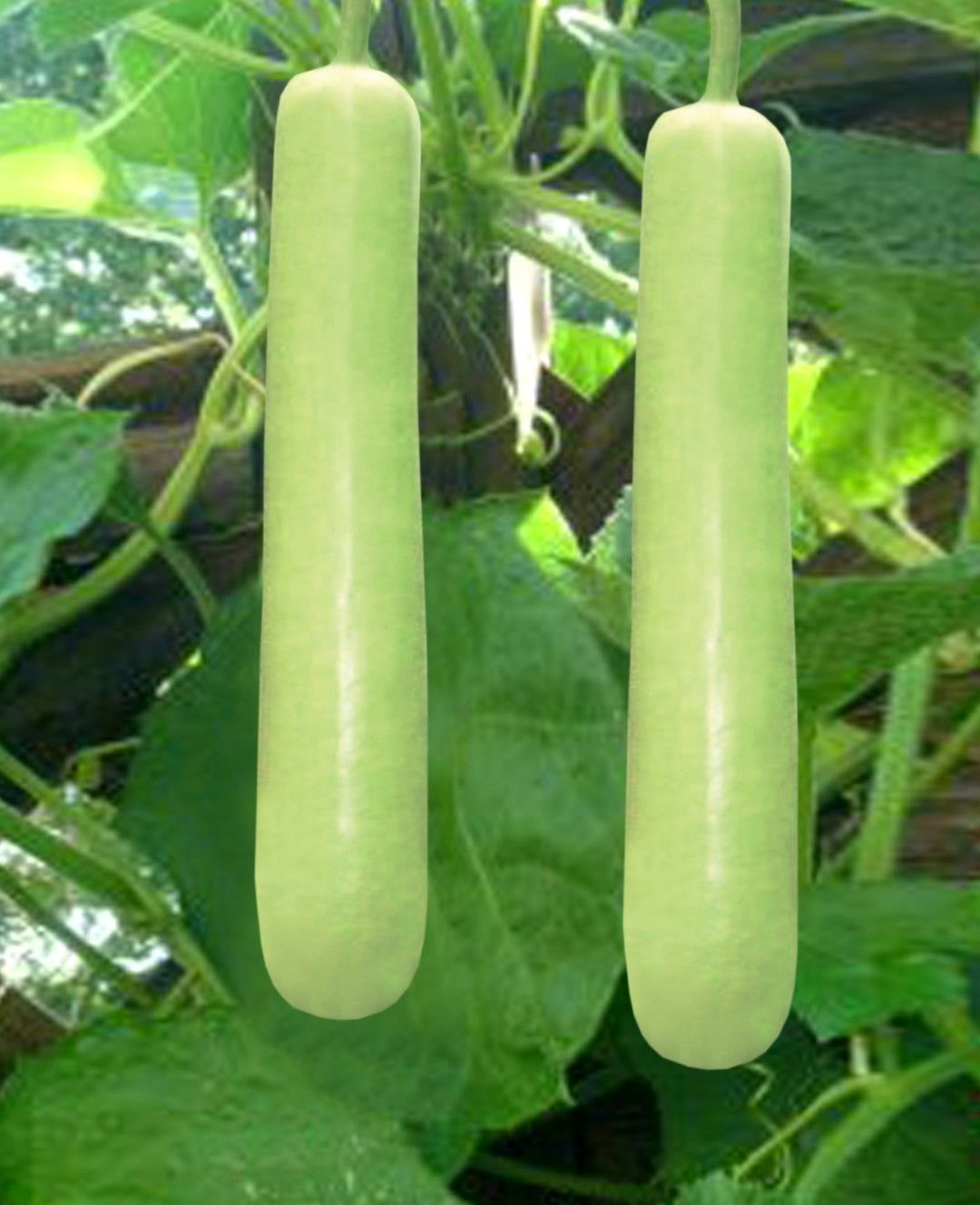 Bottle Gourd Anika
