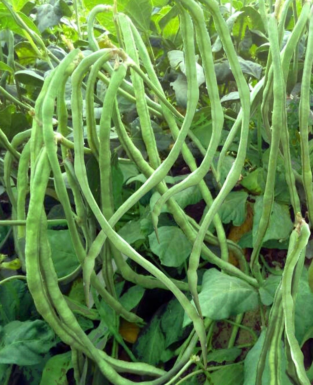 Cowpea Chandra Kesar
