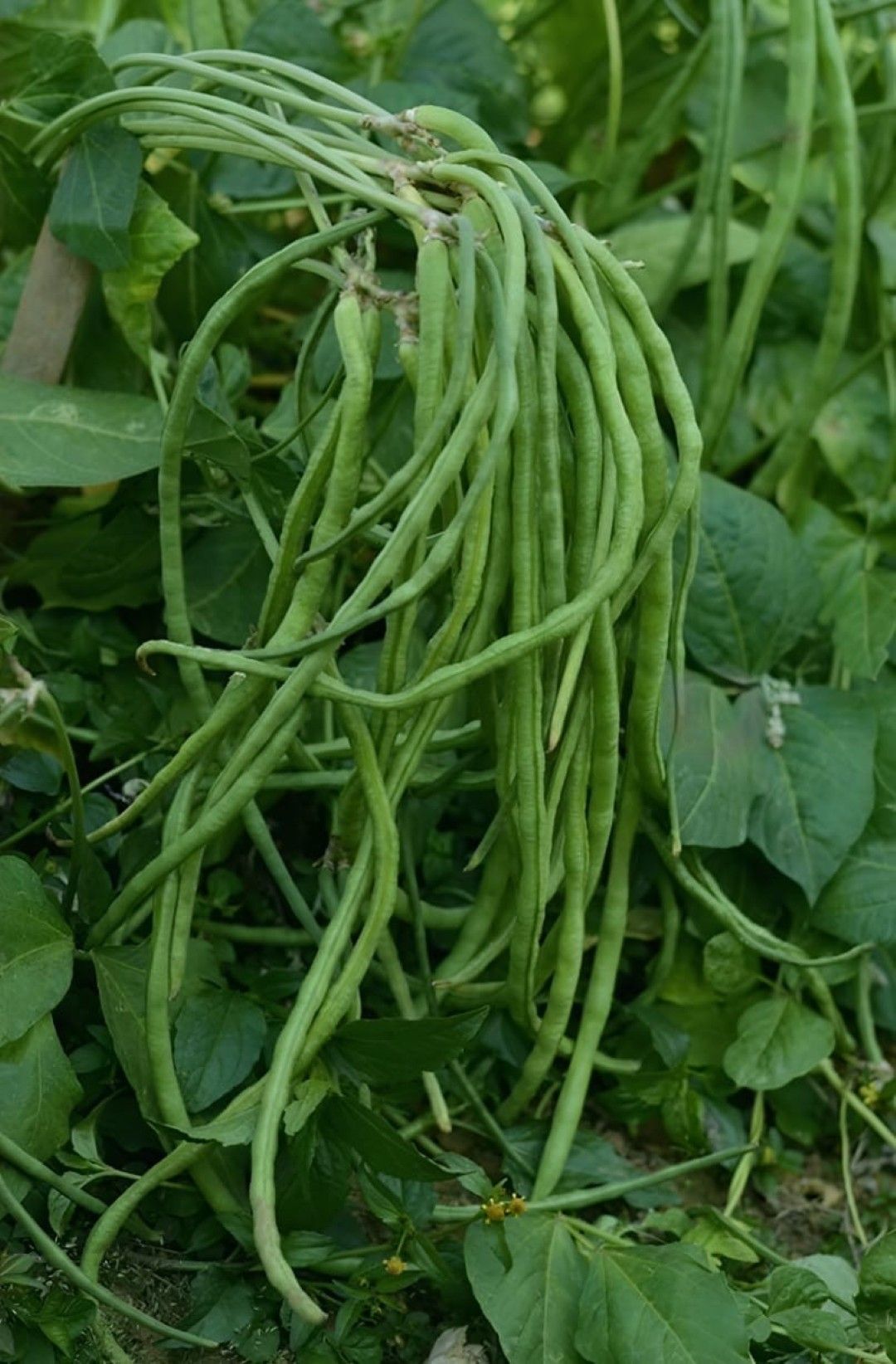 Cowpea Super Chandra Kesar