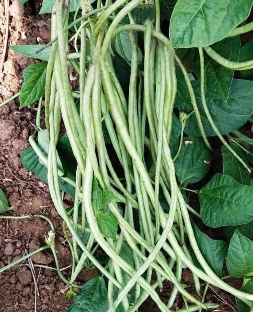 Cowpea Kanika