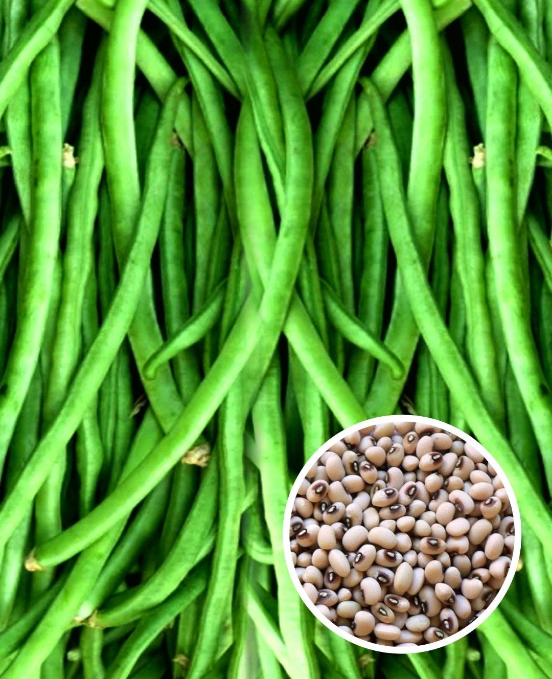 Cowpea Meghna