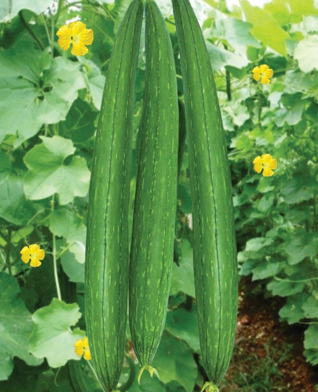 Ridge Gourd Shyama