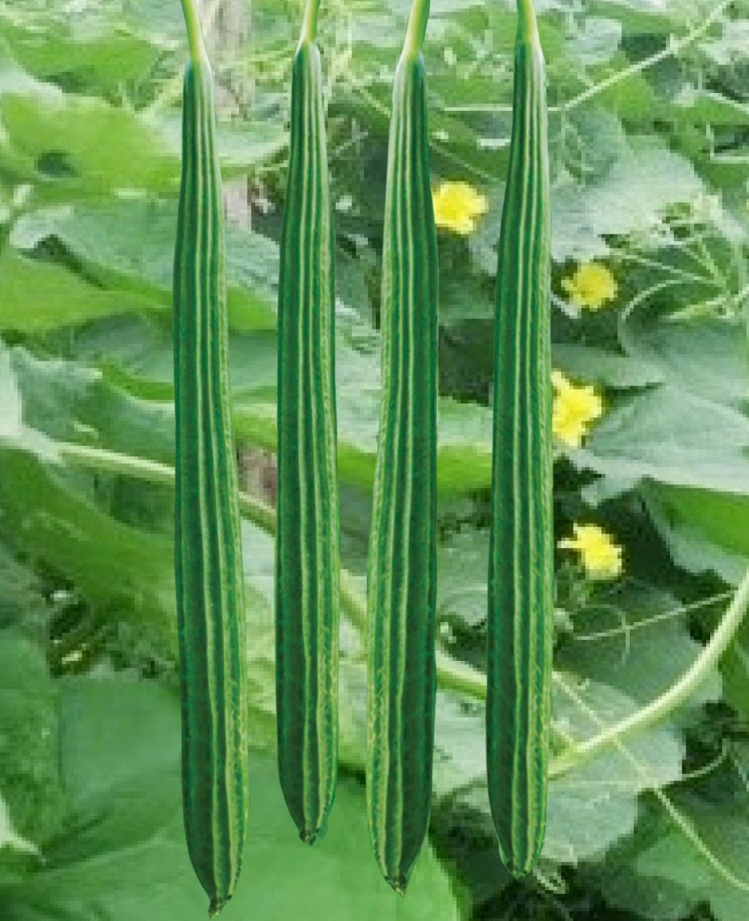 Ridge Gourd Striped - Surekha