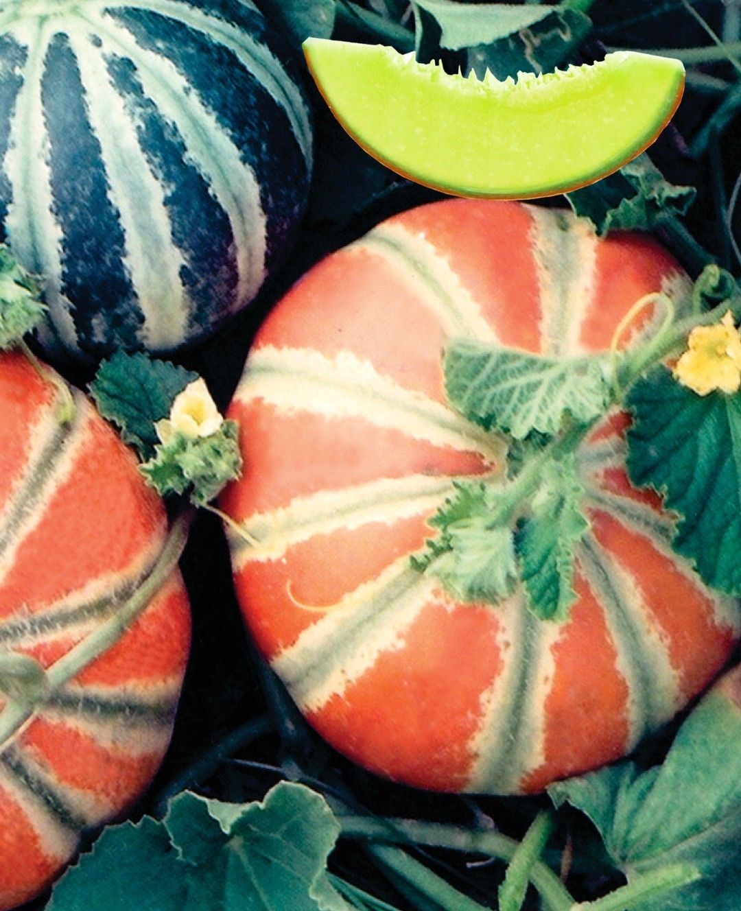 Muskmelon Kajri