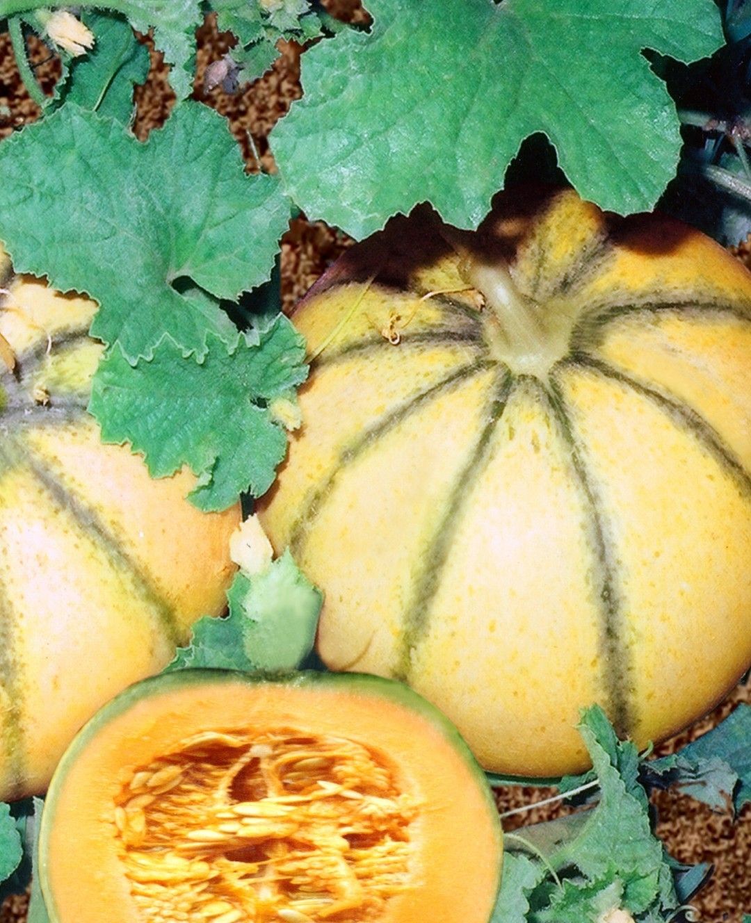 Muskmelon Madhuras