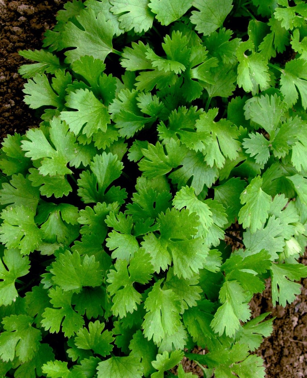 Coriander Winter Selection