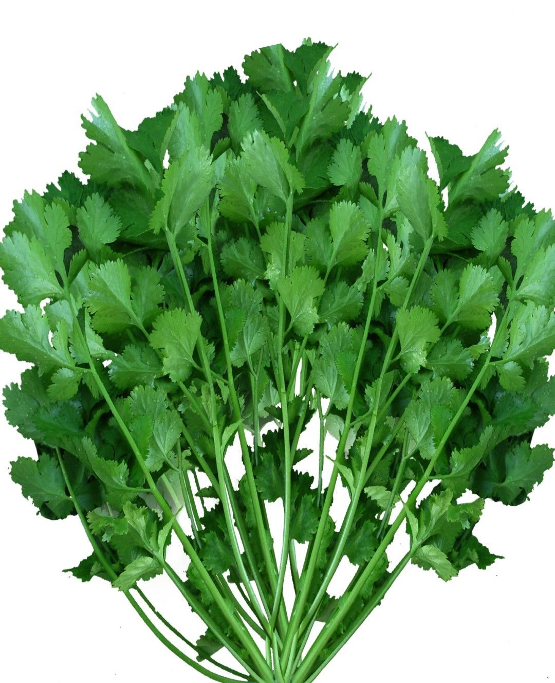 Coriander Sugandha Multicut
