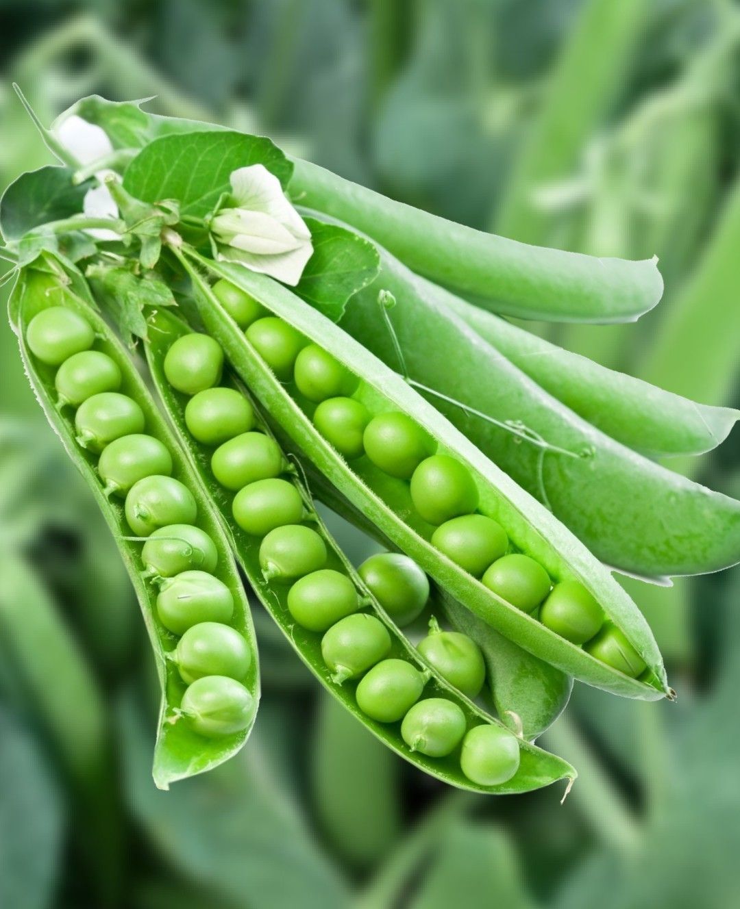 Pea Naveen