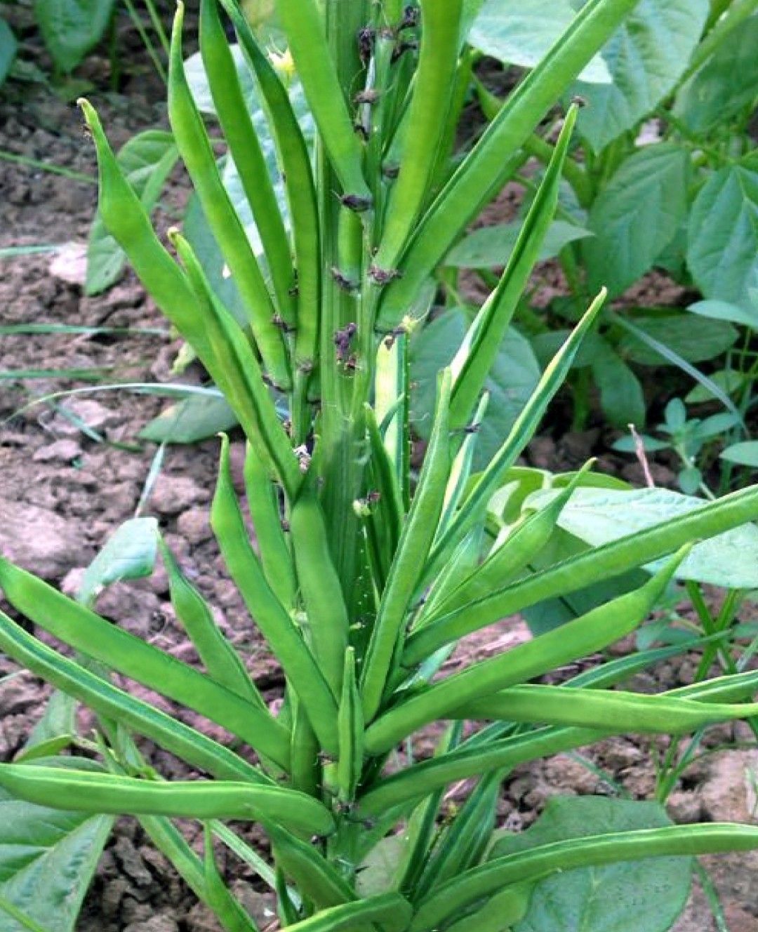 Cluster Bean Selection 502