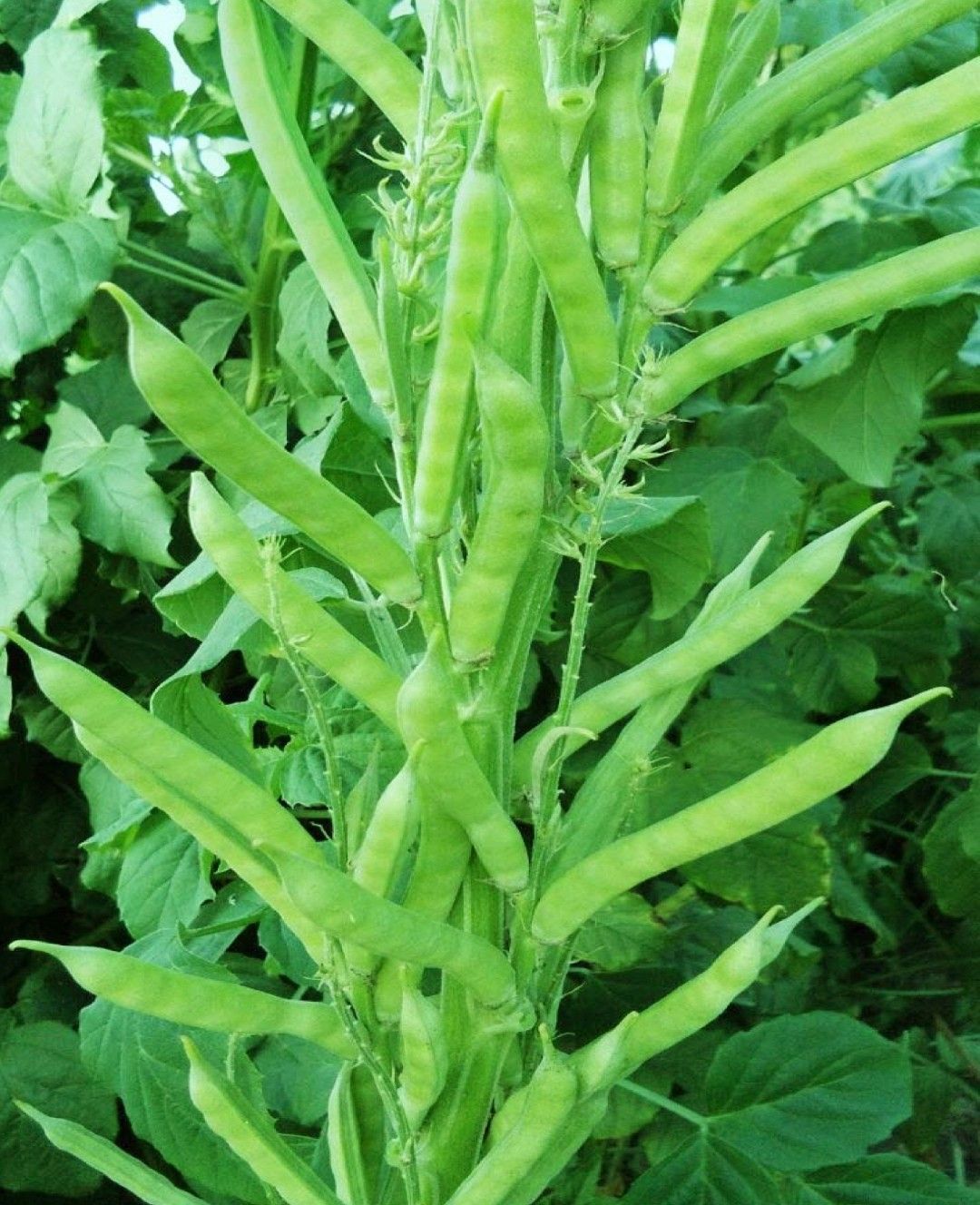 Cluster Bean Selection 501 (Deshi)