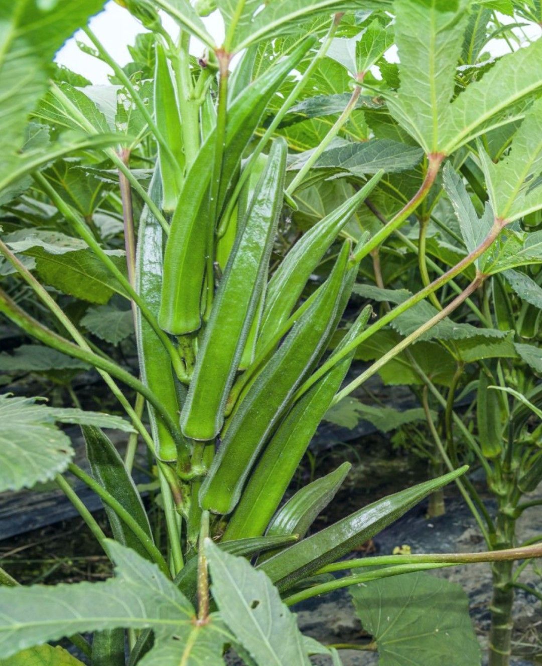 Okra Vishwas