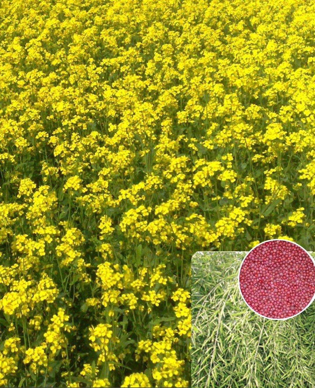 Mustard Vijay