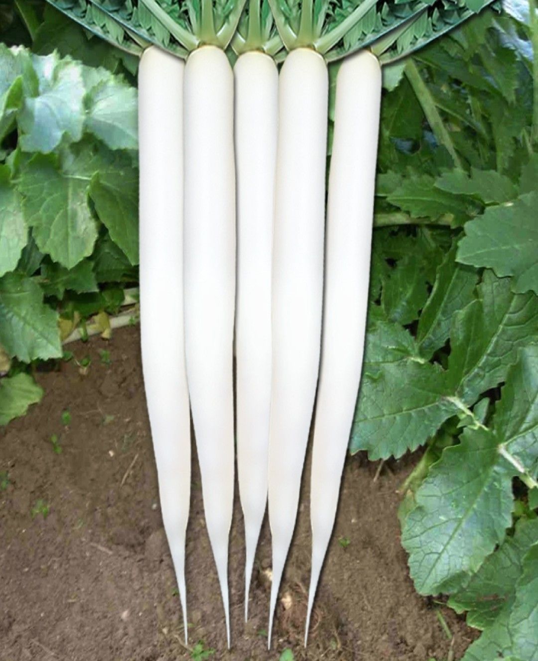Radish White Lady