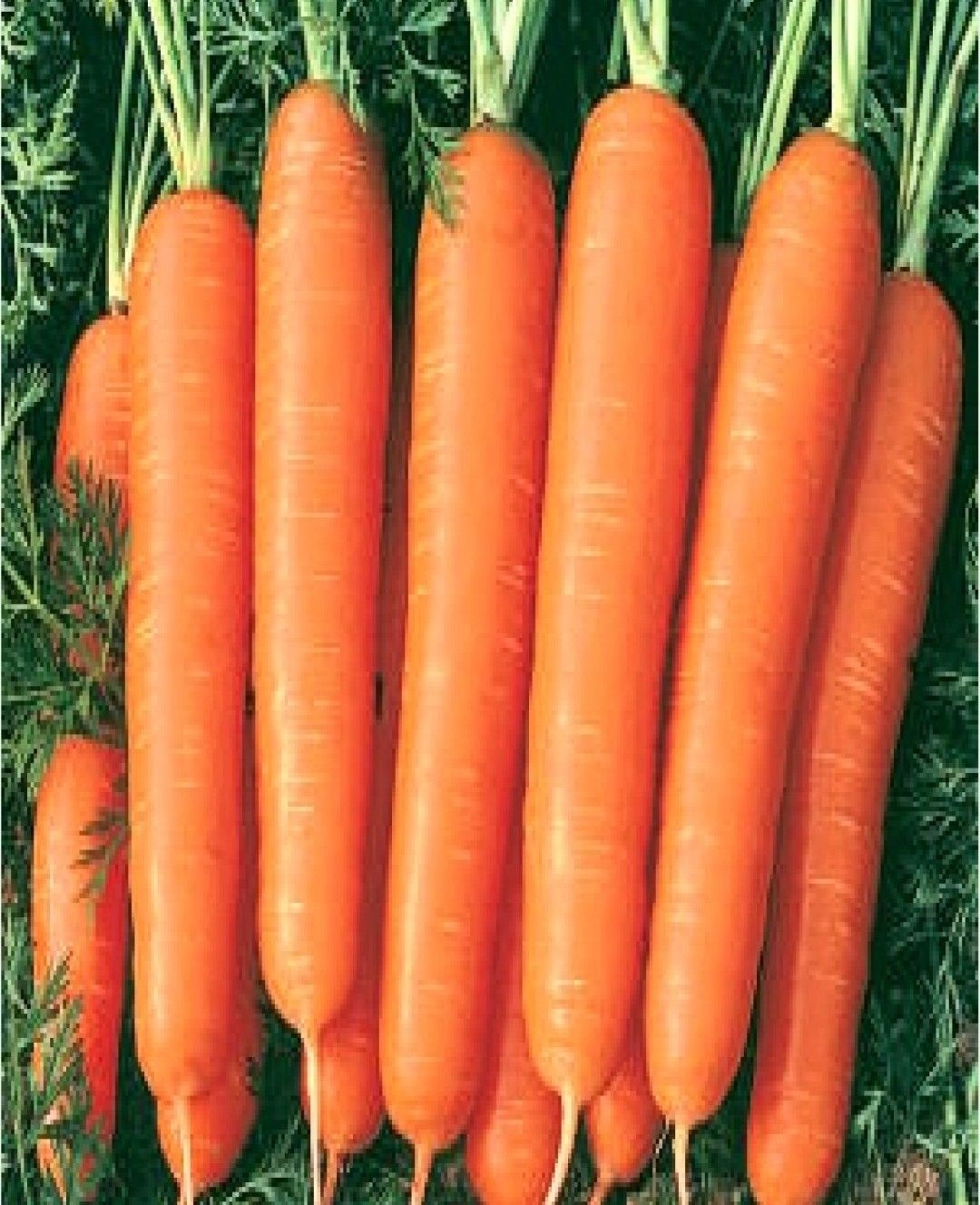 IMPORTED - CARROT EARLY NANTES