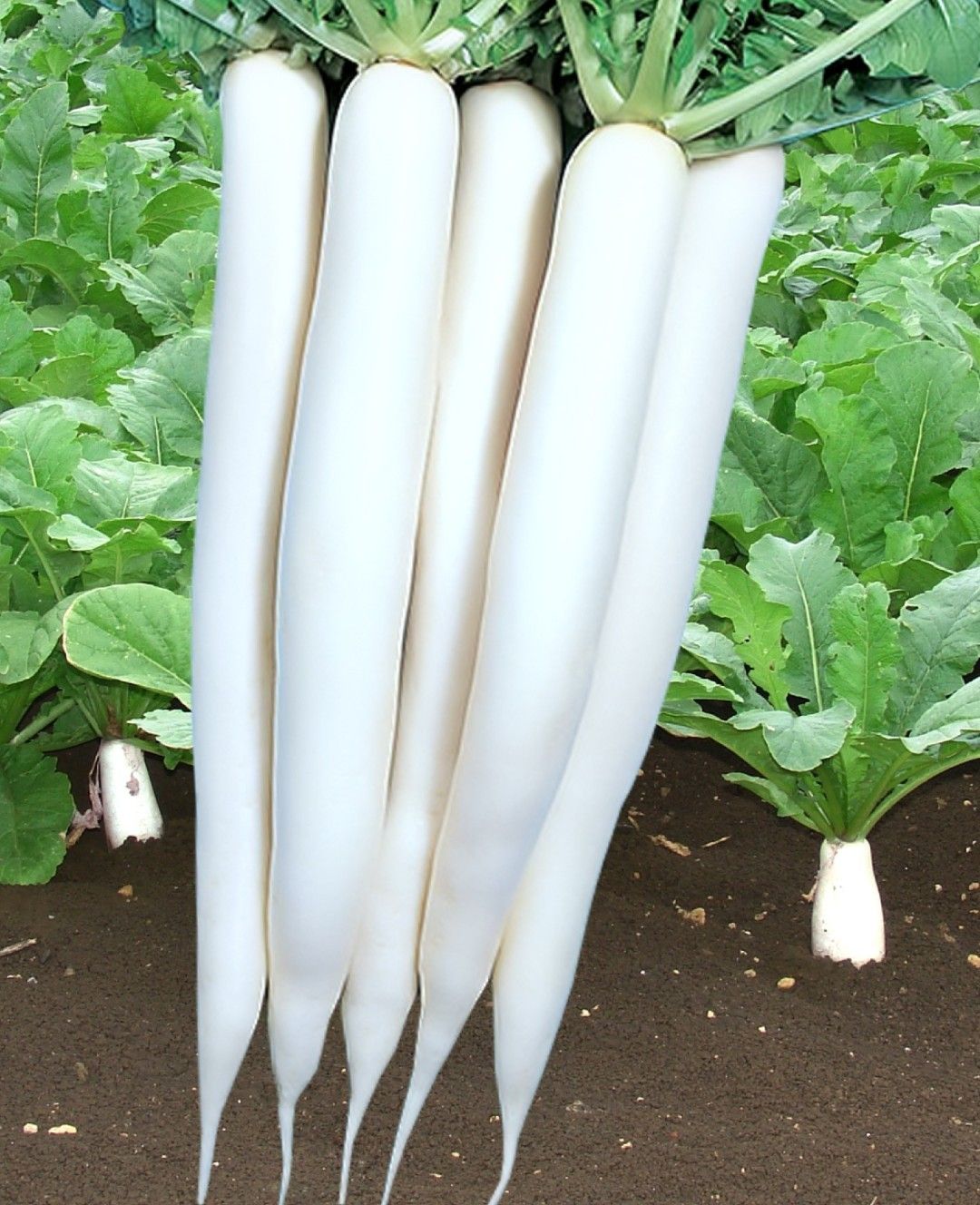 Radish Shweta (Menu Early)