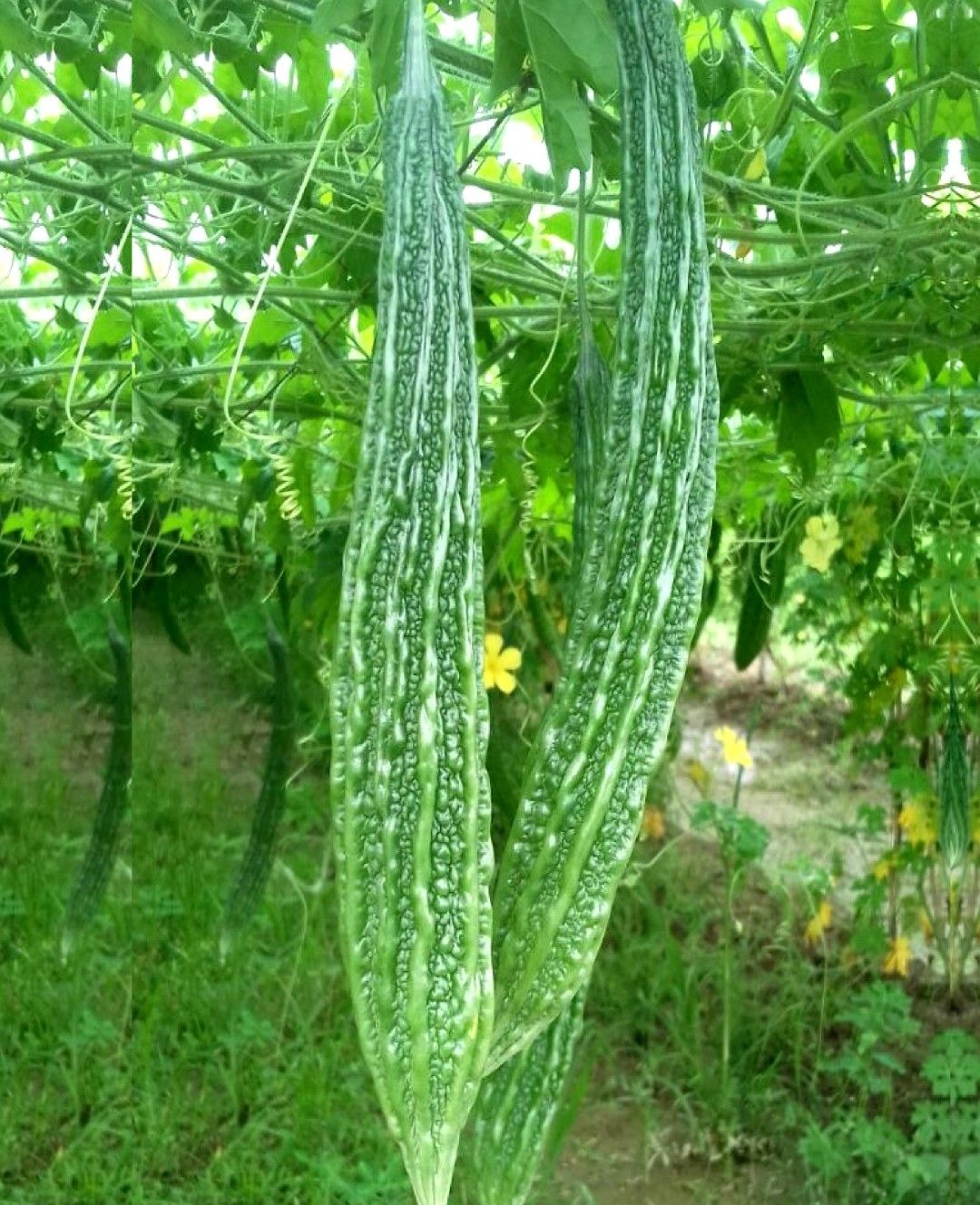 Bitter Gourd Jhalry Anmol